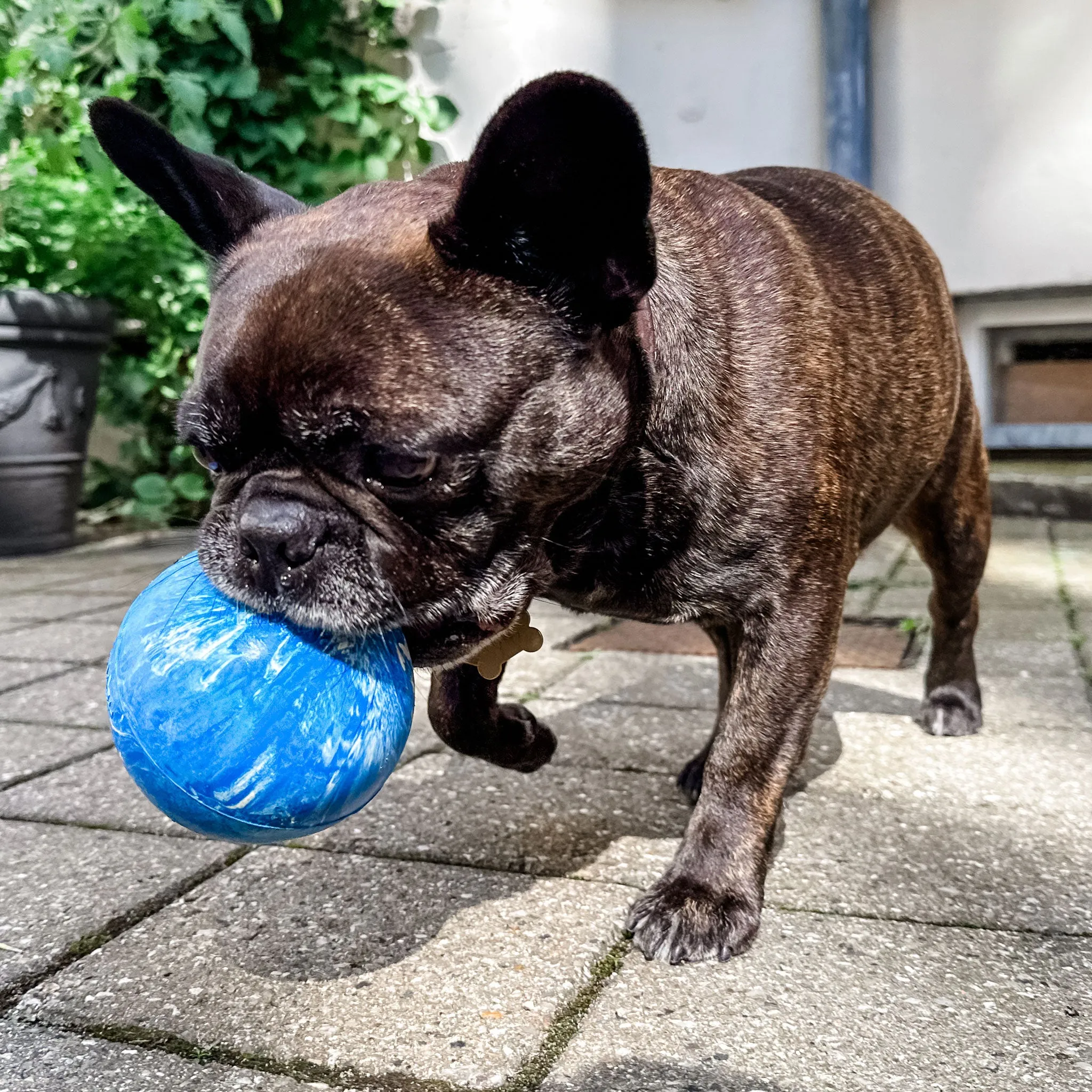 Hevea Planet Ball Dog Toy - Blue